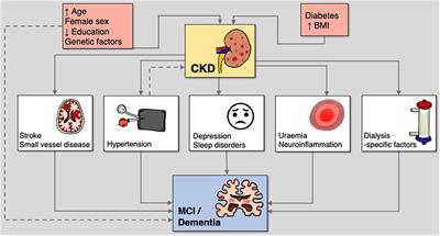 Disentangling the Relationship Between Chronic Kidney Disease and Cognitive Disorders